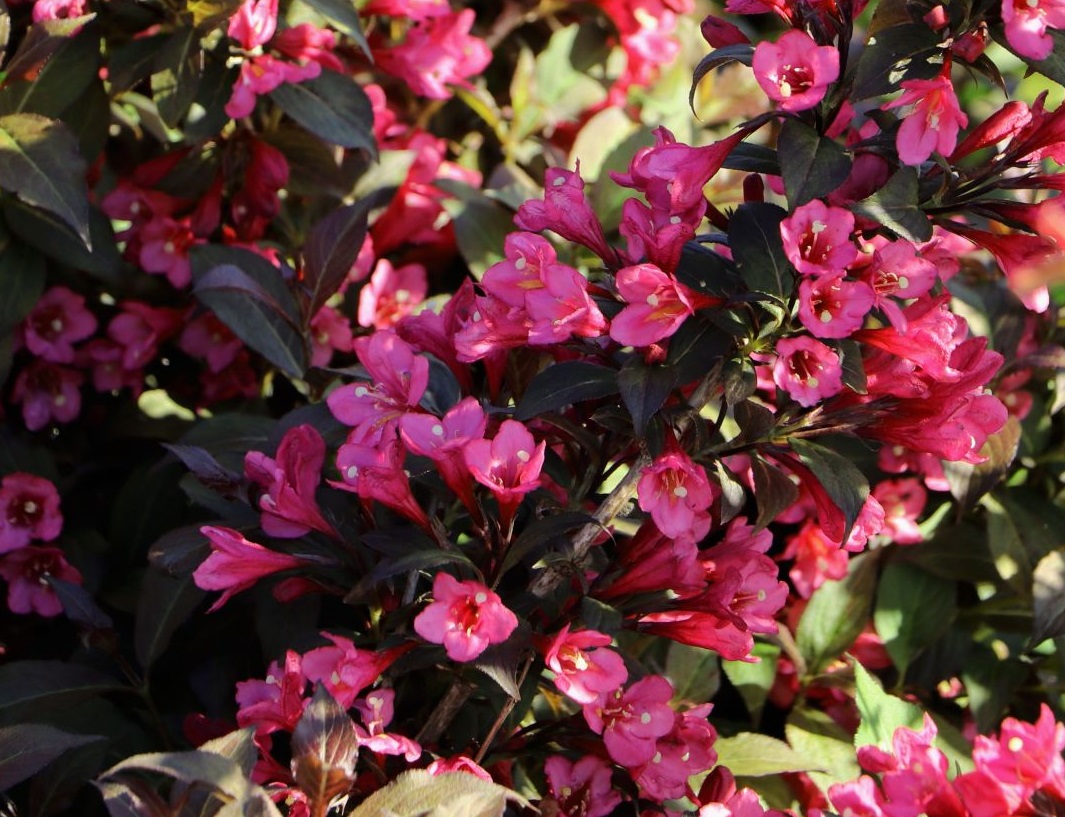 Bordó levelű rózsalonc